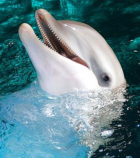 delfin